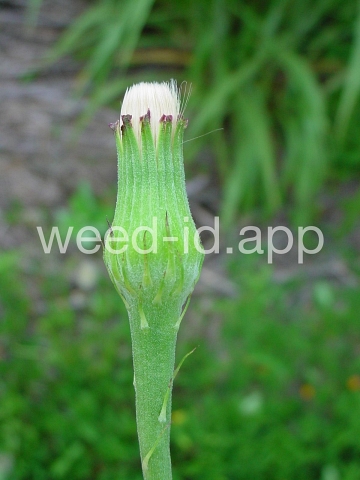 falsedandelion, Carolina
